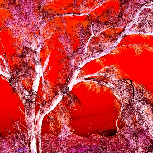 Smoke Tree,  California Desert 