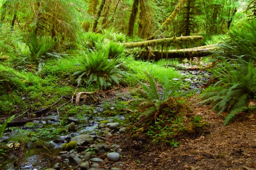 Hoh Rainforest, Olympic National Park, WA