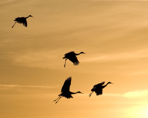 Bosque del Apache, NM