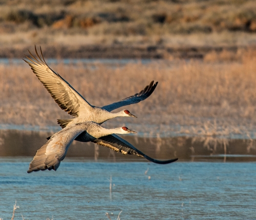 Sand Hill Cranes, Bosque del Apache NWR, NM