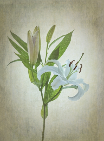 White Lilly
