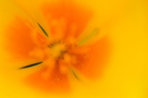 California poppy