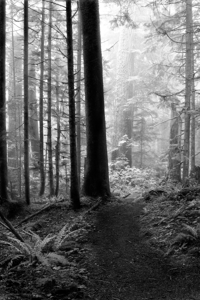 Olympic National Forest, WA