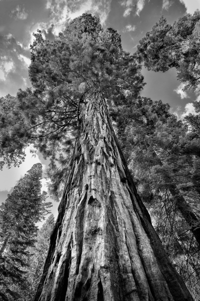 Sequoia, Yosemite National Park, CA