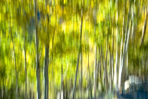 Fall Aspens